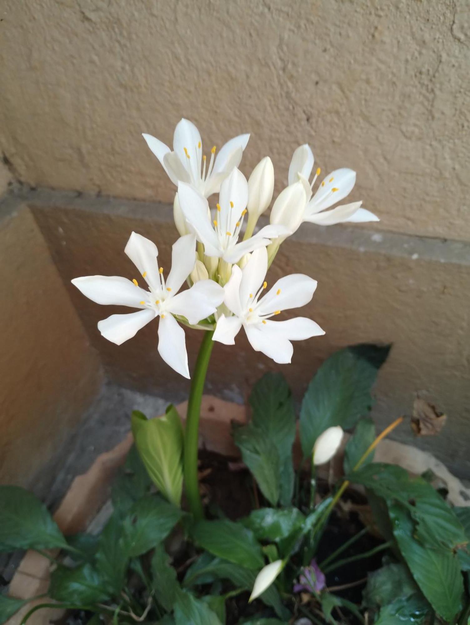 Madhav Bhavan Guest House Poona Buitenkant foto
